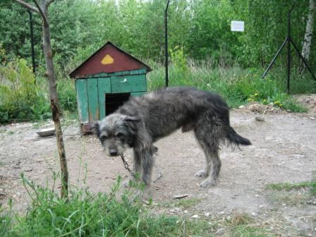 Murphy's Welt hilft auch Kettenhunden!