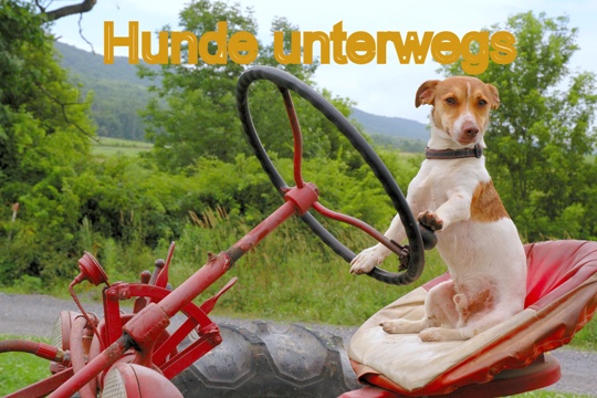Murphy's Welt - Hunde unterwegs