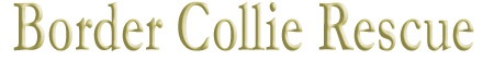 Logo Border Collie Rescue